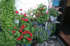 Terasse  3018.webp