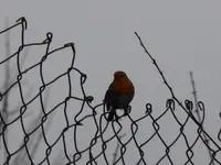 P1120256.webp