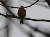 P1120270.webp