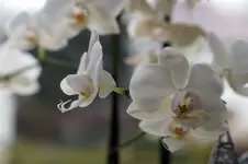 Orchidee.webp