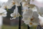 Orchidee.jpg