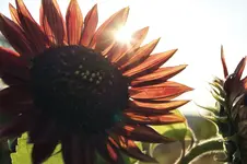 golden.webp