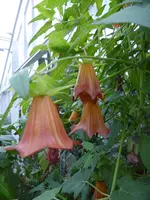 P1110656.webp