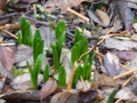 P1110704.JPG