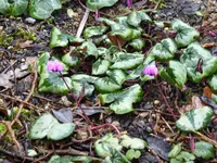 P1110718.webp