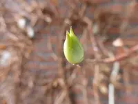 P1110737.webp