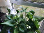IMG-20190126-WA0007.jpg
