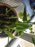 IMG-20190126-WA0004.webp