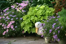 Terasse4716.webp