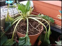 c026.webp