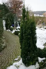 Eiben0508d.webp