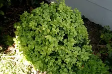 Buchs0207.webp