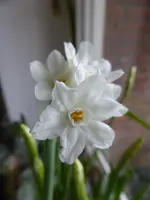 P1110740.webp