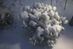 Wintermorgen 2.jpg