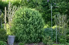 Buchs2810.webp
