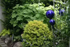 Buchs3310.webp