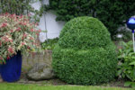 Buchs3610a.jpg