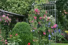 Rose Super Dorothy0217.webp