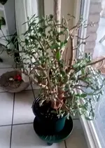 geldbaum.webp
