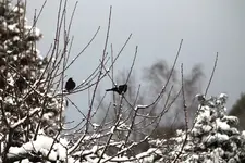 Vogelwohnung frei 1.webp
