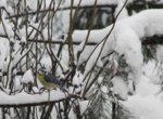 Vogelwohnung frei 2.jpg