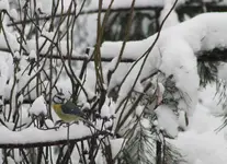 Vogelwohnung frei 2.webp
