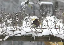 Vogelwohnung frei 3.webp