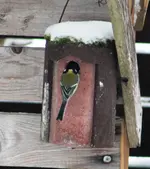 Vogelwohnung frei 6.webp