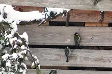Vogelwohnung frei 5.webp