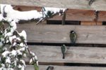 Vogelwohnung frei 5.jpg