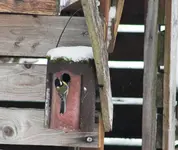 Vogelwohnung frei 4.webp