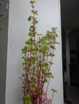 DSC04897 - Rotstamm Pfl. v. Indo.JPG