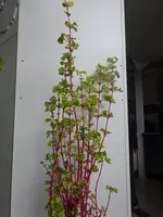 DSC04897 - Rotstamm Pfl. v. Indo.webp