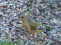 image001.webp