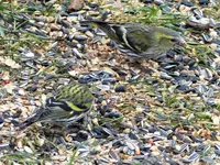 image009.webp