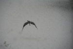 Fischreiher0219.JPG
