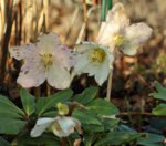 Christrose_Blüte_640.JPG