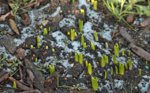 Hyazinthen_Krokusse_Schnee_rest_640.JPG