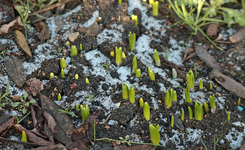 Hyazinthen_Krokusse_Schnee_rest_640.webp