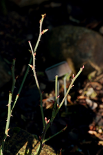 Nostagie_erste Triebe_700.webp