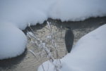 Graureiher0119.JPG