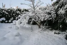 Gemüsegarten0219.webp