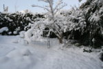 Gemüsegarten0219.JPG