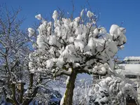 DSC00054.webp