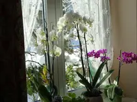DSC00085.webp