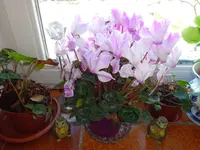 DSC00087.webp