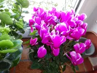 DSC00088.webp