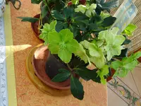 DSC00089.webp