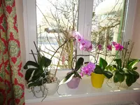 DSC00086.webp