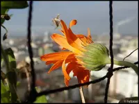 c036.webp